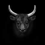 Master_Bull_King