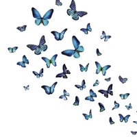 Breezy Brifly