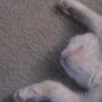 kittykat222