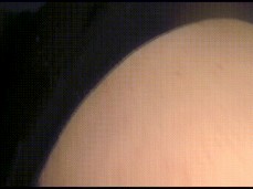 gts butt in face gif