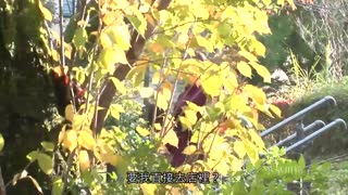 訪鄉探親三日間、與朋友母親忘我愛合記錄。 小早川憐子 JUL-177