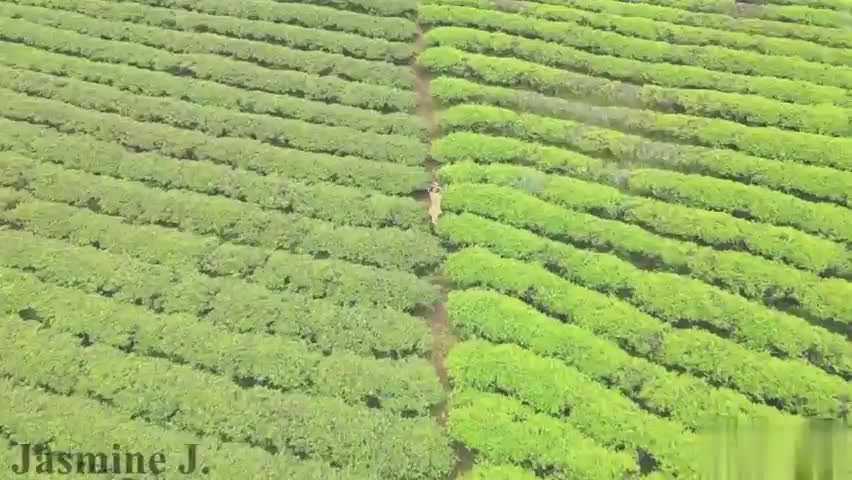 【嫩妹福利】滿山遍野的茶葉、清新的口氣、清純的肉體