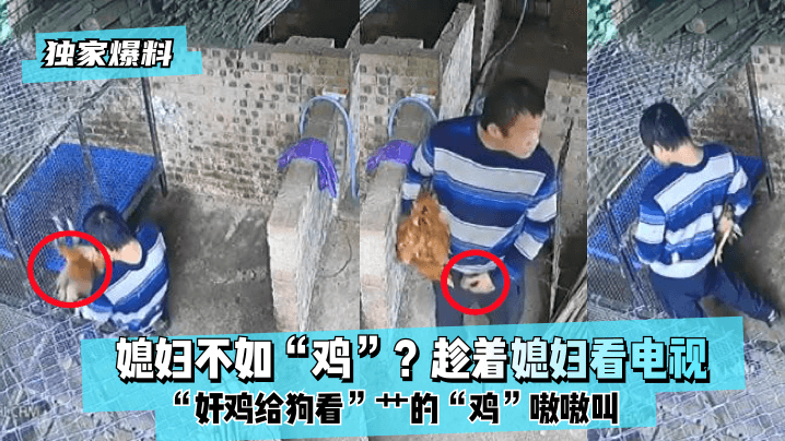 【獨家爆料】媳婦不如「雞」？趁著媳婦看電視「奸雞給狗看」艹的「雞」嗷嗷叫！!