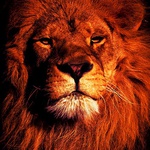 master-real
