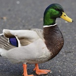 smartduck1