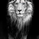 rudebwoyrasta777@gmail.com