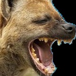 cão rindo