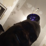 graydarnell523