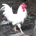 toni_dong