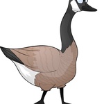 graygoosey