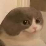 wedgecat