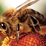 m honeybee