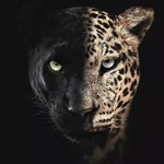 kazemi_vahab@yahoo.com