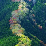 bodokurulus