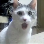 catfigh