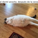 cerveros