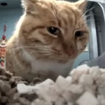 randoman24