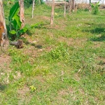 sultan ngalam