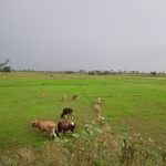 samuelraj6