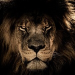 tiger_02