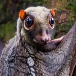 happycolugo