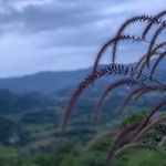 mimozung