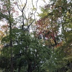 laevarest
