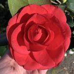 redditflower18