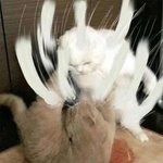 vietkongshow