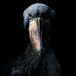 secretviewer123