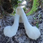 aleisternasia