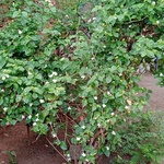 mardansab dodamani