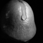 mrednirnroot