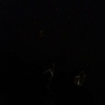 travyaboii