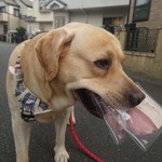 ラブラドール未来