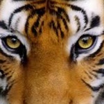 cateyes719
