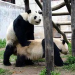 highpanda