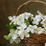 rrashed