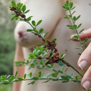 Ladybugs
